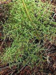 Psacalium decompositum