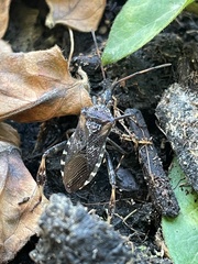 Leptoglossus occidentalis