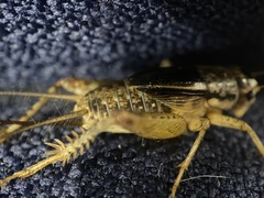 Velarifictorus micado