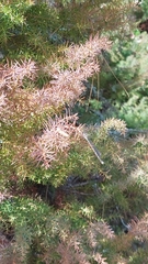 Austrolestes colensonis