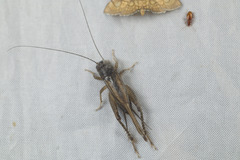 Svercacheta siamensis