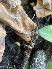 Leptoglossus occidentalis