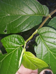 Gonodonta