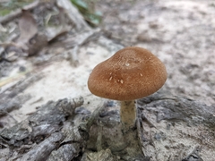 Gyroporus castaneus