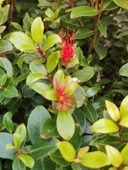 Metrosideros collina