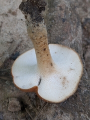 Gyroporus castaneus