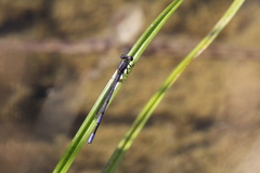 Argia fumipennis