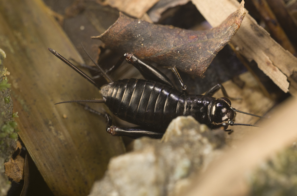 Goniogryllus chongqingensis