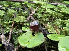 Corybas iridescens