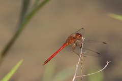 Sympetrum vicinum