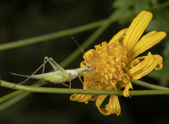 Oecanthus longicauda