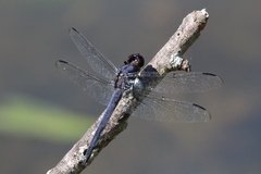 Libellula incesta