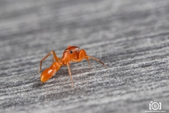 Peckhamia scorpionia