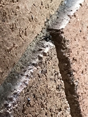 Maratus griseus