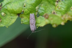 Homoeosoma electella