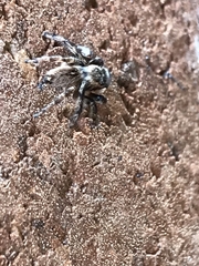 Maratus griseus