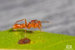 Peckhamia scorpionia