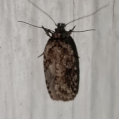 Agonopterix pulvipennella