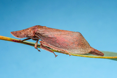 Ledromorpha planirostris