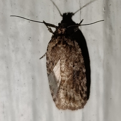 Agonopterix pulvipennella