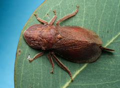 Ledromorpha planirostris