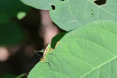 Conocephalus brevipennis