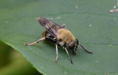 Pterallastes thoracicus