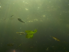 Gasterosteus aculeatus