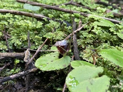 Corybas iridescens