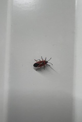 Neacoryphus bicrucis