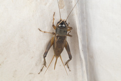 Teleogryllus