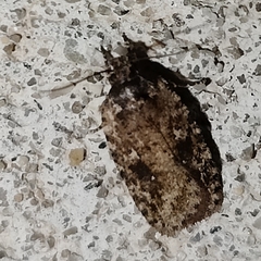 Agonopterix pulvipennella