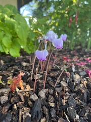 Cyclamen hederifolium
