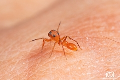 Peckhamia scorpionia