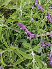 Salvia leucantha
