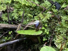 Corybas iridescens