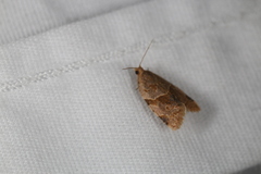 Clepsis peritana