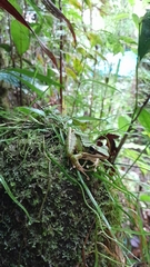 Odorrana hosii