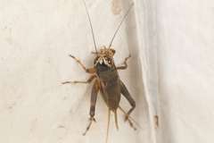 Teleogryllus