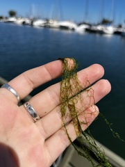 Hydrodictyon reticulatum