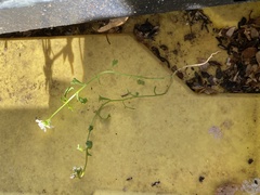 Arabidopsis arenosa