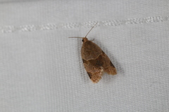 Clepsis peritana