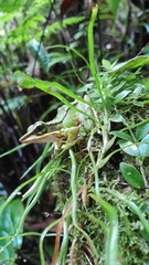 Odorrana hosii