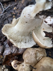 Lyophyllum decastes