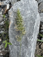 Anthoxanthum odoratum