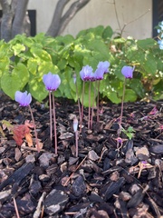 Cyclamen hederifolium