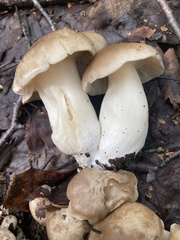 Lyophyllum decastes
