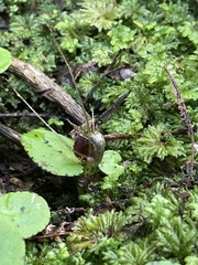 Corybas iridescens