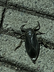 Lethocerus americanus
