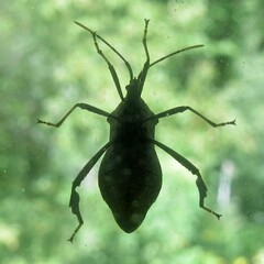 Acanthocephala terminalis